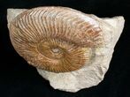 Pseudogrammoceras Ammonite - France #4499-3